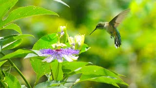 🐝 Wildlife Around The Garden 🦋 Relaxing Garden with Birdsong 🍂