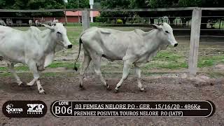 LOTE B06