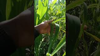 Corn towering over my head #farming #corn