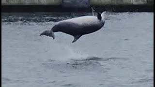 Delfin "Delle" in  Warnemünde am 29.9.2023