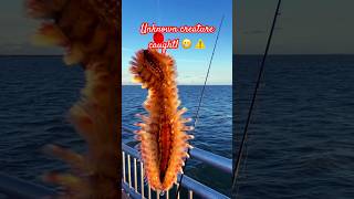 UNKNOWN CREATURE CAUGHT OF A PIER! 😬⚠️ #fishing #shorts #shortvideo #reels #seacreatures