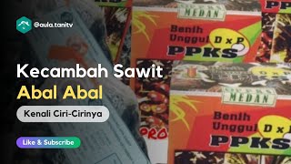 Kenali Ciri Ciri Kecambah Kelapa Sawit Abal Abal, Salah Tanam Rugi Waktu,Tenaga dan Uang