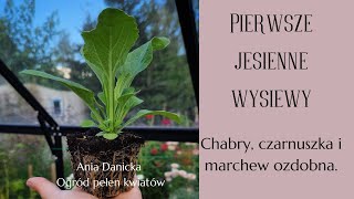 Jesienne wysiewy kwiatów jednorocznych.