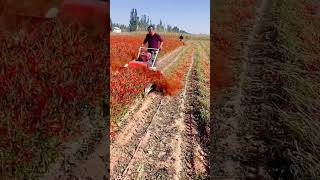 Harvesting peppers #machinetools #machine #bambooindustry #bambooplant #automobile #bamboomachine