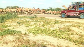 solo camping in thar desert |"ركوب الجملتربية الجمالصحراءجمل