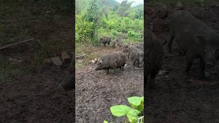 Not all pig are white #shorts #nature