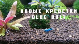 Запуск новых Креветок BLUE BOLT «Голубой язык» /  Криптокорина Фламинго (посылка к Новому Году)