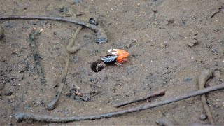 Манящие крабы Uca annulipes / Fiddler crabs