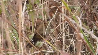 Russet bush warbler, Tenzing Village, Arunachal Pradesh, March 2024