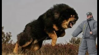 the strongest dogs (great dogs, the strongest)