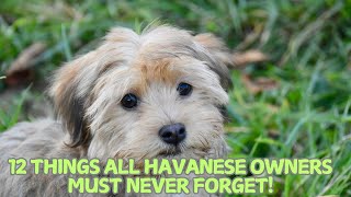 12 Things All Havanese Owners Must Never Forget! 🐕🌟