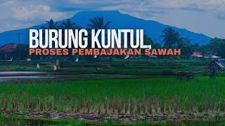 TRAKTOR DAN BURUNG KUNTUL, MEMBAJAK SAWAH