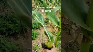 Suasana di kebun jagung