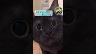 ツッコミどころ満載なおもしろ猫動画5選！①  #ネコ #子猫  #鳴き声 #動物