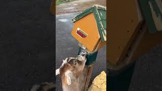 What A Smart Goat TikTok meganharrah4