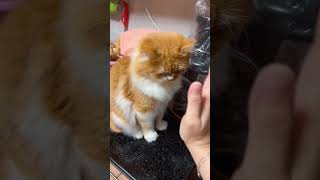 My cat Giving a High five..!!#GiveMe5  #cat #catvideo