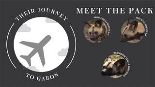 7 African Painted Dogs Traveling To Gabon: #dogstogabon