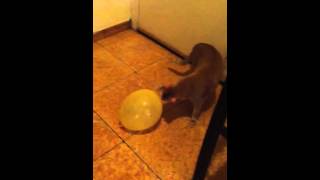 CAT home video/What is this yellow round thing mom?/cat funny video/cat lover/cat on youtube/shorts