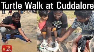 Turtle Walk at Cuddalore Silver Beach II Save Olive Ridley Turtles