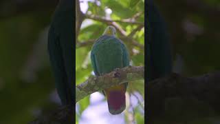 Black-naped fruit dove (Ptilinopus melanospilus) durante nossa recente expedição para Indonésia