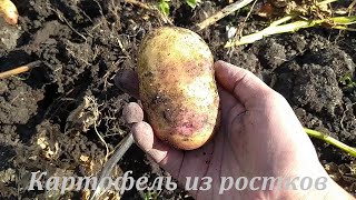 Картофель из ростков (урожай) без ухода