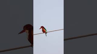 #waiting #kingfisher #birds #birdslife #solitude #birdsvideo #birding #hobby #urbanwildlife #4k