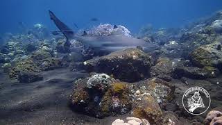 Sharks in Tulamben @AMED BUDDHA DIVING