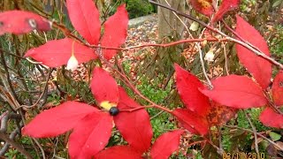 Vaccinium arctostaphylos / Kaukasische Heidelbeere