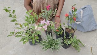 New plants for my terrace garden | plant review | jade, bougainvillea,ixora,spider,mogra, plants