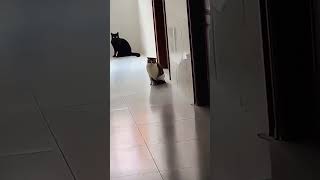 Cat Hits Himself while Playing