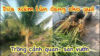 Dừa xiêm lùn F1 cây đang quả bán buôn bán lẻ toàn quốc// 📲 liên hệ 0839648888