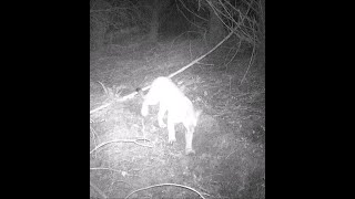 Vancouver Island Trail-cam (scent lure experiment attracts cougar)