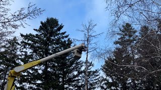 DANGER  CLOSE!  BRINGING  DOWN  TREES  CLOSE  TO  A  BUILDING  SAFELY