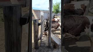 Bulls in the Russian countryside