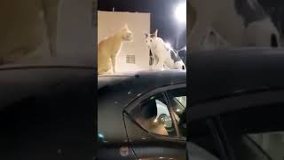 Cats arguing on top of car