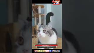 beautiful cats new short videos