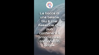 Curiosità Sulle Balene!