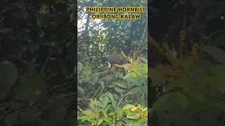 IBONG KALAW OR PHILIPPINE HORNBILL #ibon #kalaw #philippinehornbill #bird #shorts #shortsviral