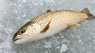 ICE FISHING TROUT ON A CRAZY LAKE! - using crappie tactics??