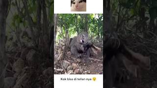 Kok bisa di Tellan nya.monster komodo memangsa kambing.