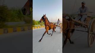 Pakistan tanga race ||local horse race ||#horserace #horse #shortvideo