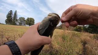 Bass Fall Fishing