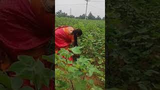 పత్తి తోటలో హార్వెస్టింగ్ పత్తి||Harvesting cotton #shorts #youtubeshorts #shortvideo #shortsvideo