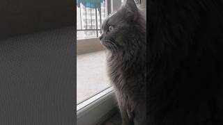 A Cat In his own world #viral #animal #funny #video