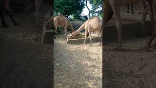 Amazing Camel🐪 With Cute baby #viralvideo #animal #camel #youtube