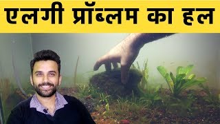 एलगी को फिश टैंकसे कैसे निकले?