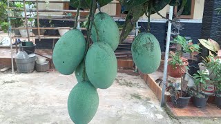 Alhamdulillah Panen Mangga Madu Di Depan Rumah#manggamanalagi