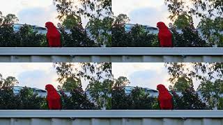 Australian King Parrots