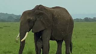 Protective Mother Elephant Shields Her Baby From The Rain