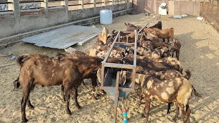 250/ kg ? सिरोही बकरीया || Visit MJ Goat Farming Vlogs { Mr.Sonu.Bhai,,6375303945 } #lowprice